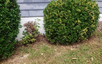 Photo of Courtney A.'s yard after getting tree care in Lubbock, TX