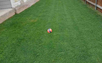 Photo of Pradeep R.'s yard after getting lawn care in Farmingville, NY