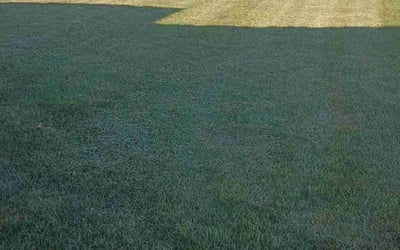 Photo of Sandra G.'s yard after getting lawn care in Geneva, IL