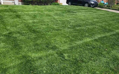 Photo of Alisha M.'s yard after getting lawn care in Cincinnati, OH
