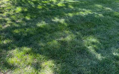 Photo of Laura R.'s yard after getting lawn care in Lafayette, CO