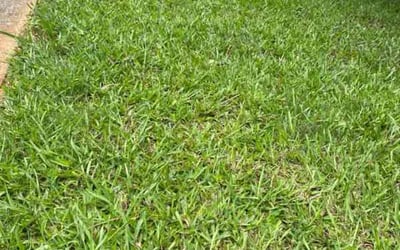 Photo of Jacob J.'s yard after getting lawn care in Westminster, MD