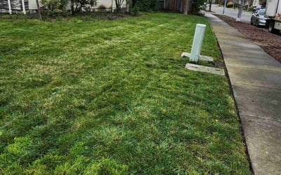 Photo of Vernon H.'s yard after getting lawn care in Petaluma, CA