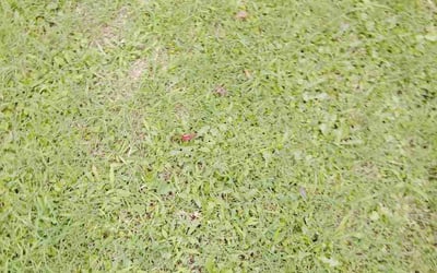 Photo of Celeste R.'s yard after getting lawn care in Pottsville, PA