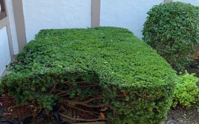 Photo of Tony K.'s yard after getting lawn care in Dade City, FL
