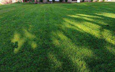 Photo of Tom S.'s yard after getting lawn care in Central, SC