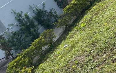 Photo of Ruth C.'s yard after getting lawn care in Chino, CA