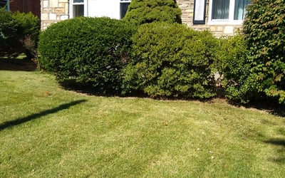 Photo of Cynthia S.'s yard after getting tree care in Jackson, MI