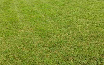 Photo of Leonard P.'s yard after getting tree care in Cordova, TN