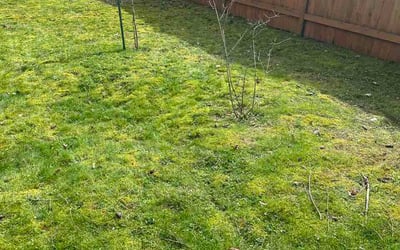 Photo of Amy H.'s yard after getting lawn care in North Highlands, CA
