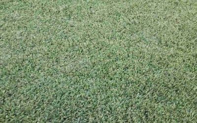 Photo of Matthew L.'s yard after getting lawn care in Arlington, TX