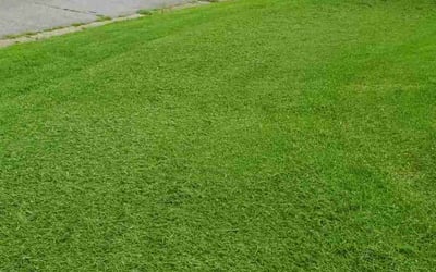 Photo of Olivia L.'s yard after getting lawn care in Smithfield, VA
