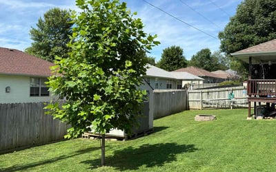 Photo of Diane F.'s yard after getting lawn care in Republic, MO