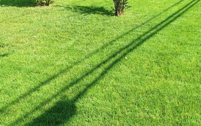 Photo of Sonya H.'s yard after getting lawn care in Brooklyn, MD