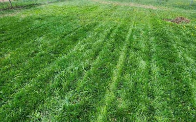 Photo of Russell C.'s yard after getting lawn care in Decatur, IL