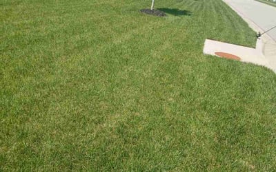 Photo of Gail P.'s yard after getting lawn care in Falls Church, VA