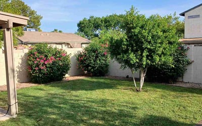 Photo of Auravista L.'s yard after getting lawn care in Mesa, AZ