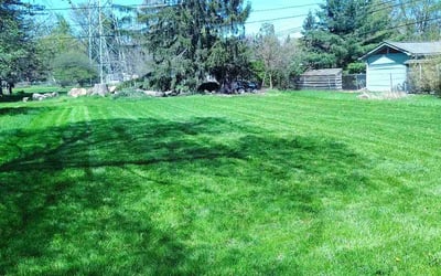 Photo of Jasmine J.'s yard after getting lawn care in Parma, OH