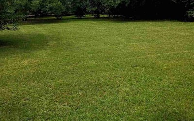 Photo of Corey P.'s yard after getting lawn care in Youngsville, NC