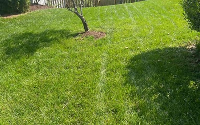 Photo of Shad T.'s yard after getting lawn care in Hollywood, FL
