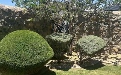Photo of DeJuana S.'s yard after getting lawn care in Salinas, CA