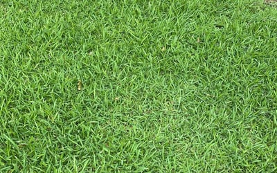 Photo of Julie B.'s yard after getting lawn care in Butler, NJ