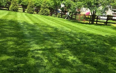 Photo of Mark P.'s yard after getting lawn care in Brunswick, MD