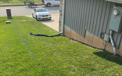 Photo of CarrieAnne C.'s yard after getting lawn care in Nixa, MO
