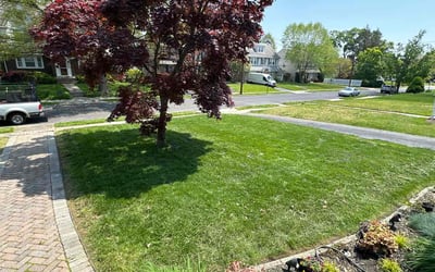 Photo of Sean C.'s yard after getting tree care in Chula Vista, CA