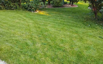 Photo of David K.'s yard after getting lawn care in Madison, WI