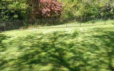 Photo of Alejandro R.'s yard after getting lawn care in Charlotte, NC