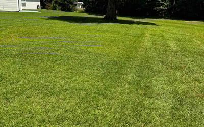 Photo of Austin P.'s yard after getting lawn care in Moncks Corner, SC