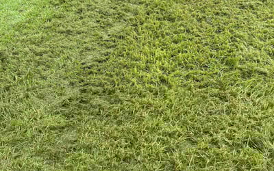 Photo of Donna Z.'s yard after getting lawn care in Central Point, OR