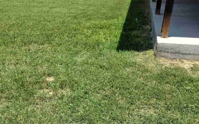 Photo of Elizabeth H.'s yard after getting lawn care in Moore, SC