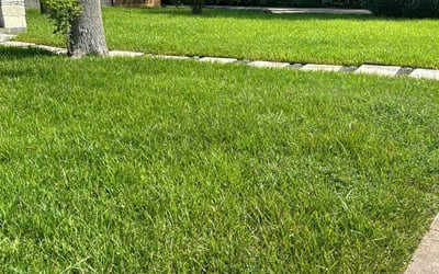 Photo of Julie C.'s yard after getting lawn care in Donna, TX