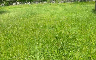 Photo of Stefanie S.'s yard after getting lawn care in Calera, AL