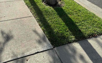 Photo of Beola M.'s yard after getting lawn care in Fairfield, CA