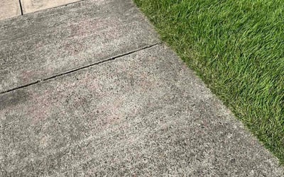 Photo of Ashley C.'s yard after getting lawn care in Augusta, GA