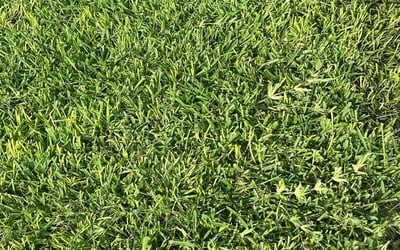 Photo of Carlos G.'s yard after getting lawn care in New London, CT