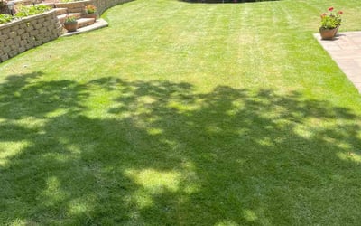 Photo of Dustin S.'s yard after getting lawn care in Land O' Lakes, FL