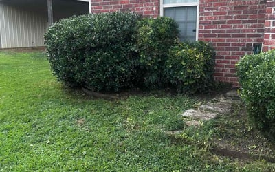 Photo of Christine B.'s yard after getting tree care in Kissimmee, FL