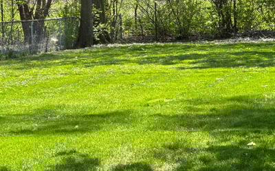Photo of PAT L.'s yard after getting lawn care in Bloomington, IL