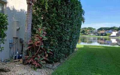 Photo of Elizabeth C.'s yard after getting lawn care in Lake Worth, FL
