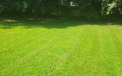 Photo of Joyce W.'s yard after getting lawn care in Hyattsville, MD