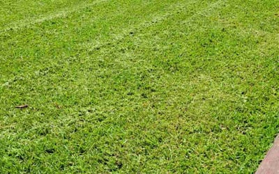 Photo of Sheilah M.'s yard after getting lawn care in Gulf Breeze, FL