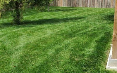Photo of Dominic F.'s yard after getting lawn care in Richmond, VA