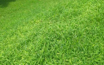Photo of Robert S.'s yard after getting lawn care in Lancaster, SC