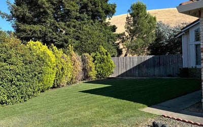Photo of Brandon T.'s yard after getting lawn care in Fairfield, CA