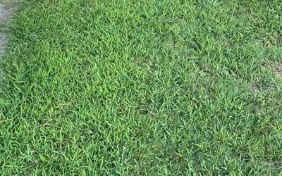 Photo of Pamela G.'s yard after getting lawn care in Wimberley, TX