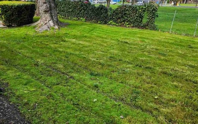 Photo of Norma R.'s yard after getting lawn care in Rohnert Park, CA